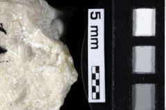 Foto (Detailansicht) von Munitheites kuepperi (Fraaije et al., 2019) (NHMW-GEO-1990-0041-0170)